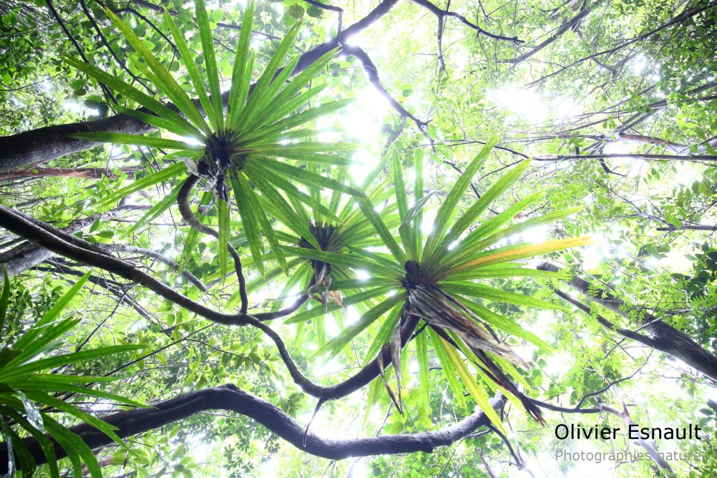 Pandanus purpurascens Thouars