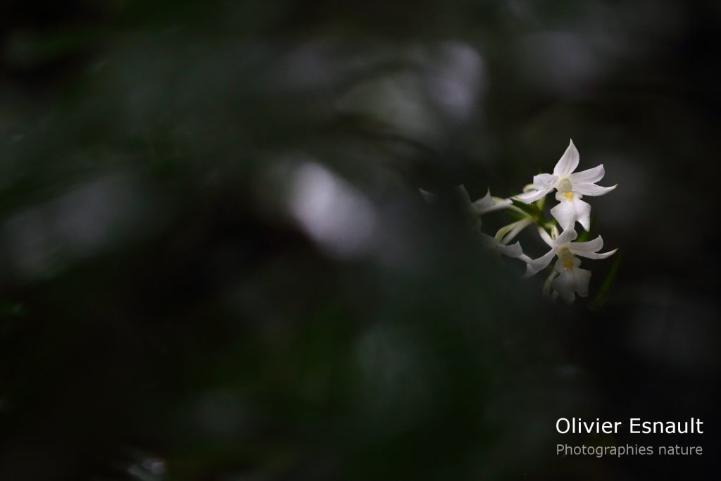 Calanthe sylvatica