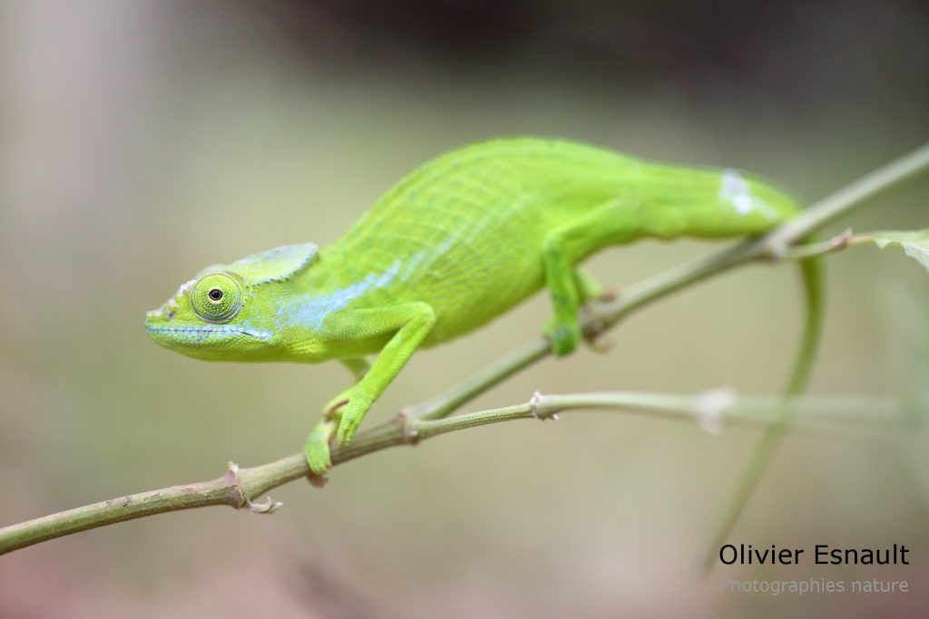 Furcifer polleni 