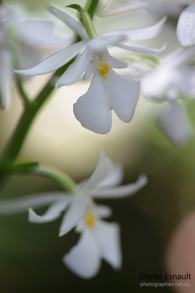 Calanthe sylvatica "Blanc"