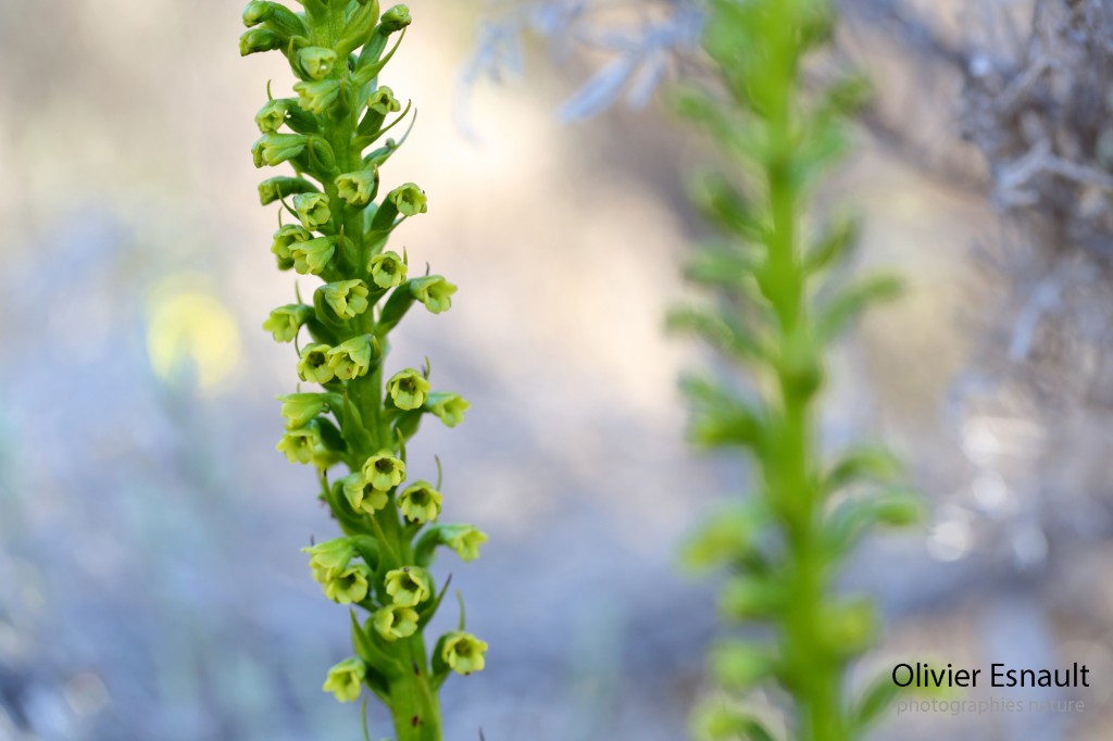 Benthamia nigrescens