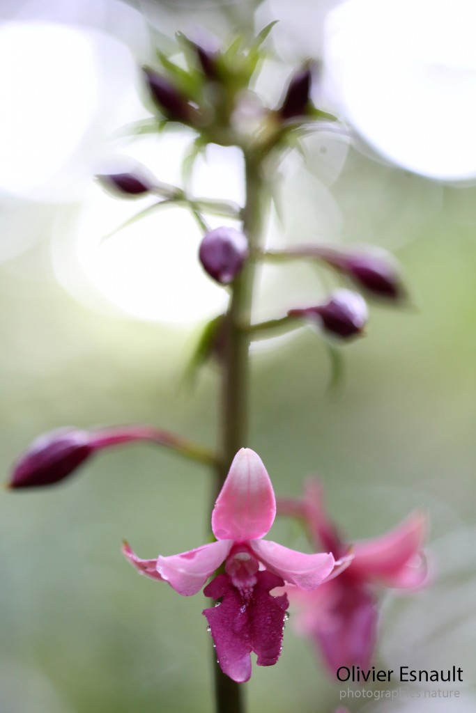 Calanthe sylvatica  "Rosé"