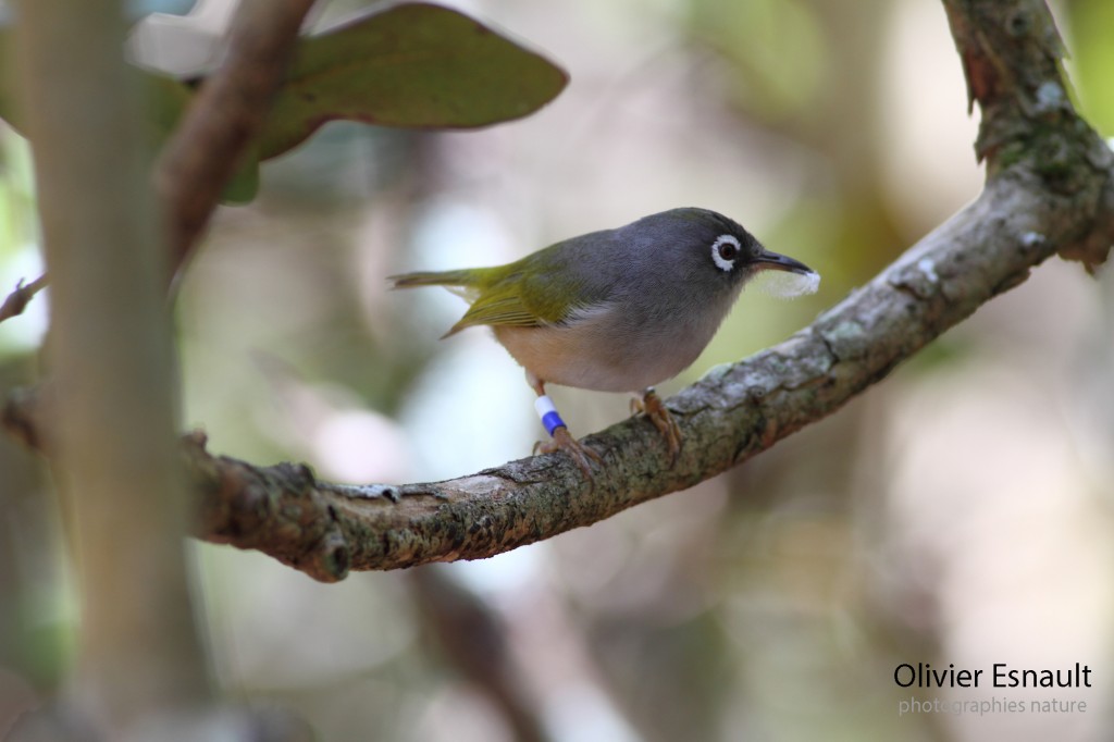 Zosterops chloronothos, zoizo vert mauricien