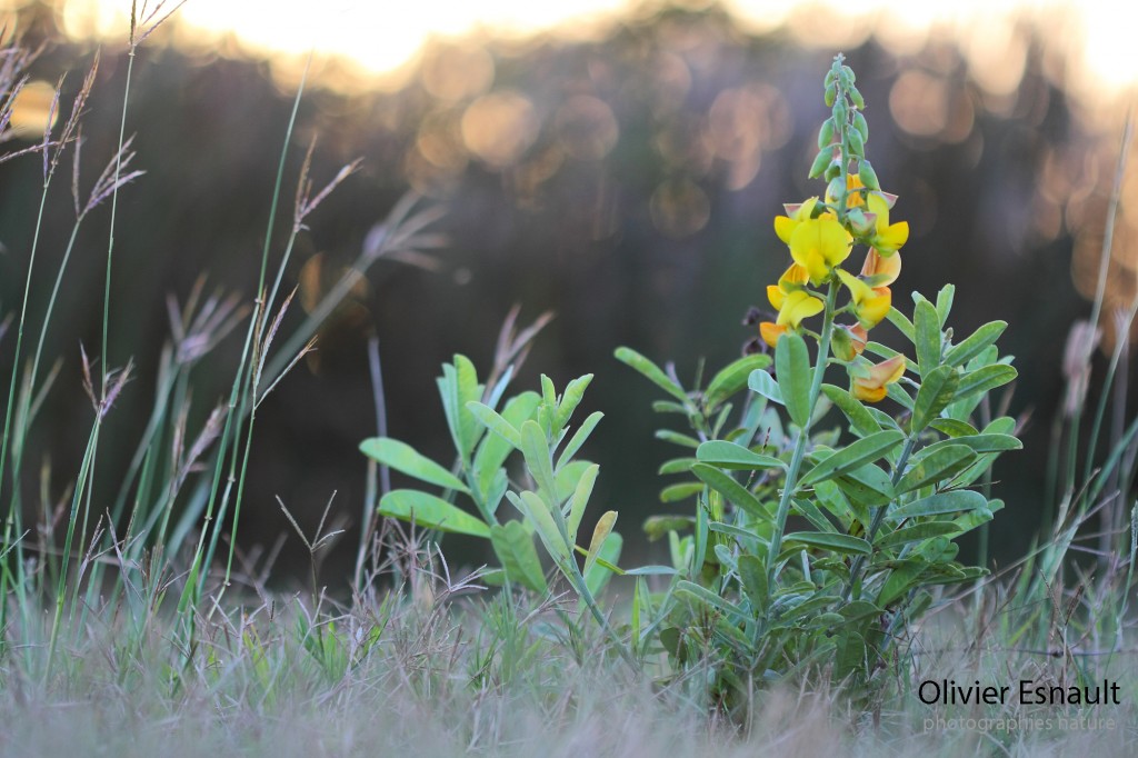 Cascavelle jaune, Crotalaria retusa la plante hôte