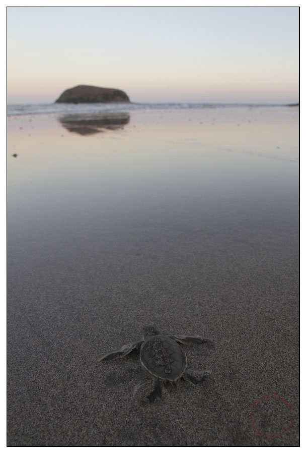 Jeune tortue verte prête à affronter son destinMohéli, septembre 2012