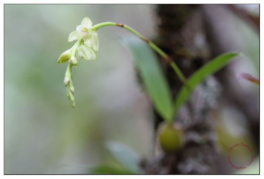 Bulbophylum sp. 